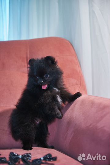 Чёрный шпиц девочка мини