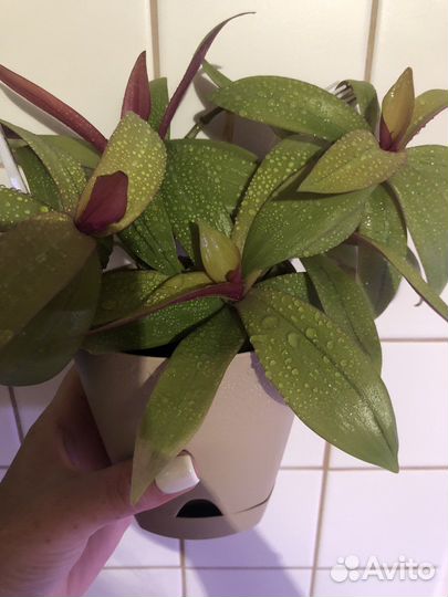 Традесканции