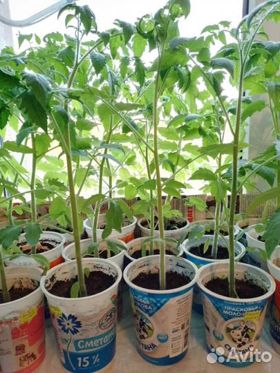 Рассада помидор