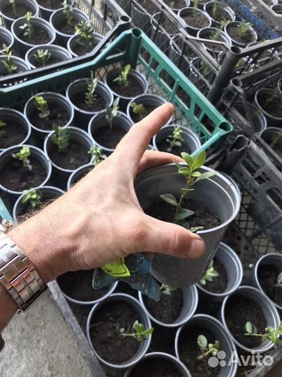 Сеянцы самшит