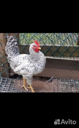 Молодые петухи