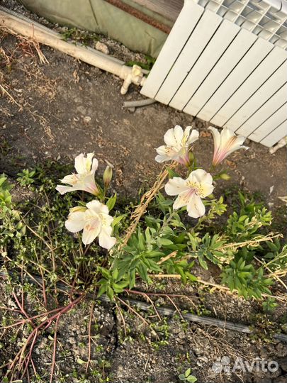 Корни альстромериии