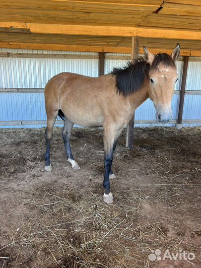Продаю кабылу 1,5 года