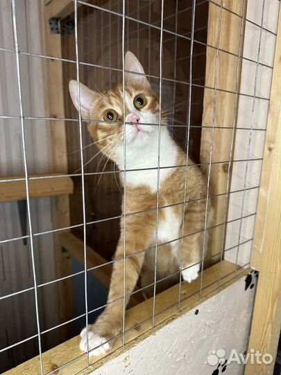 Рыжий пугливый малыш