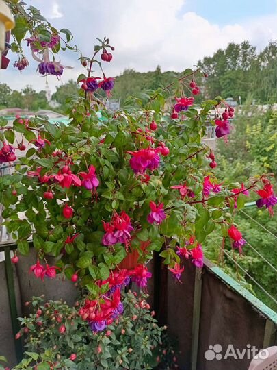 Фуксия в кашпо