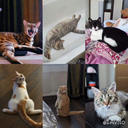 Передержка кошек/котов