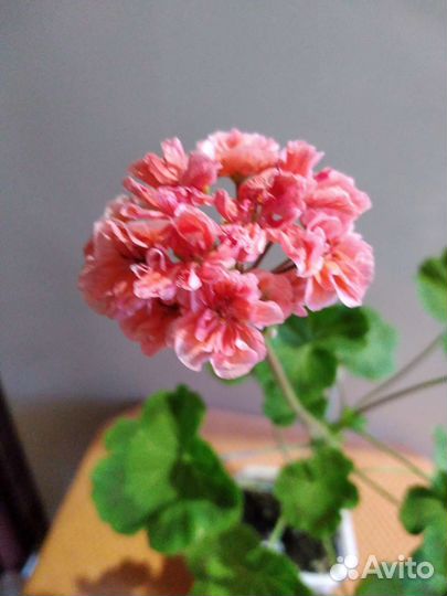 Пеларгония