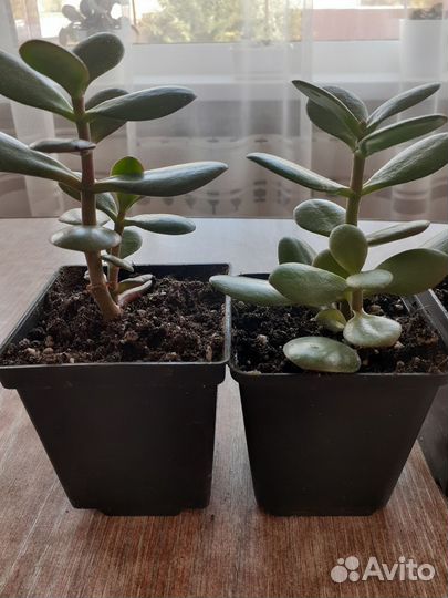 Толстянка,денежное дерево