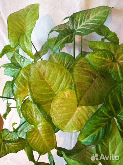 Цветы разные много