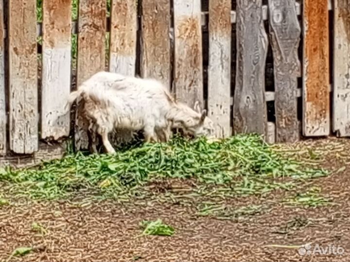 Продам коз