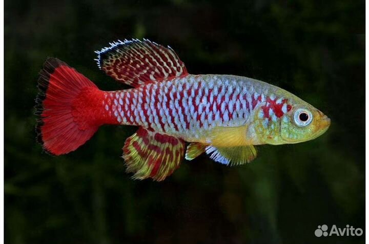 Нотобранхиус Гюнтера Занзибар