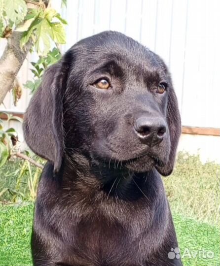 Щенки лабрадора. Все окрасы