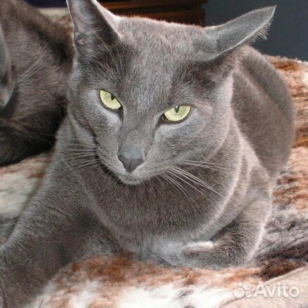 Цифровой фотоаппарат Olympus Camedia C-170/D-425