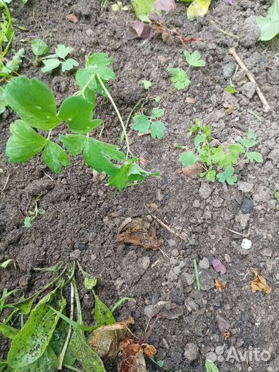 Аквилегия саженцы