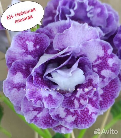 Глоксинии сортовые, комнатные цветы