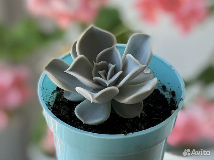 Эчеверия, каменная роза (суккулен