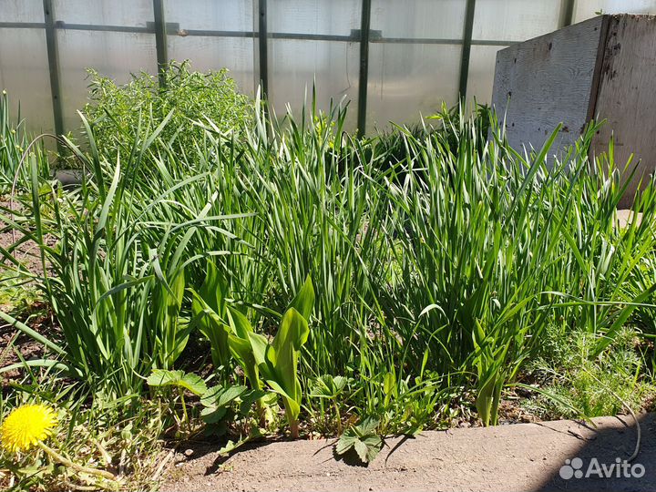 Чеснок семейный, семейка, на зелень