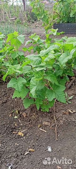 Саженцы малины, смородины, облепихи, ежемалины