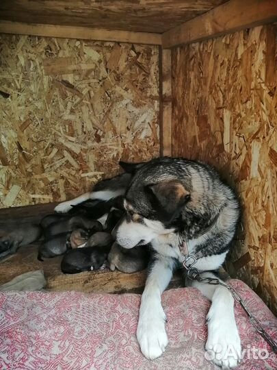 Щенки