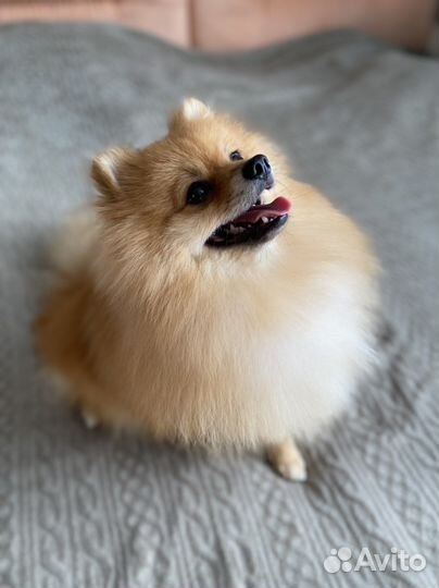 Немецкий Малый Шпиц на вязку