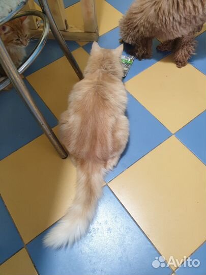 Кот в добрые руки