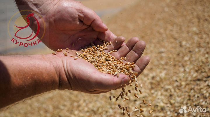 Зерно, овес, ячмень, пшеница