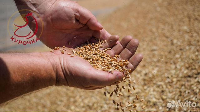 Зерно, овес, ячмень, пшеница