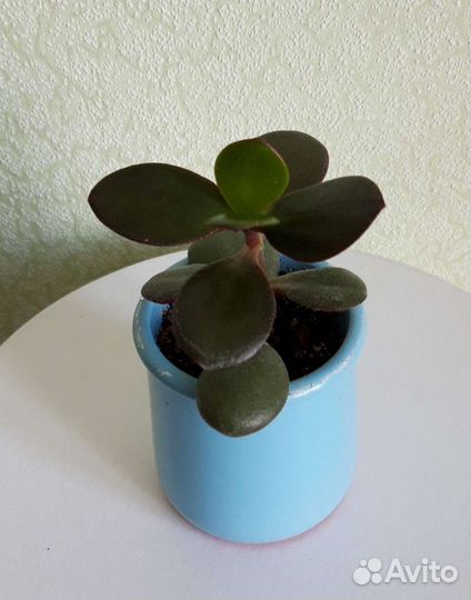 Денежное дерево