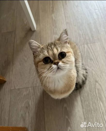 Британская кошка вязка