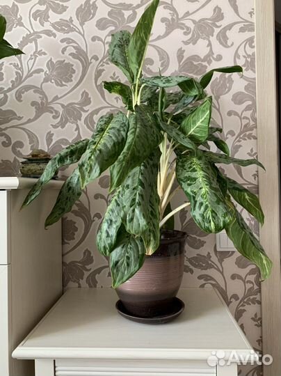 Аглаонема большая