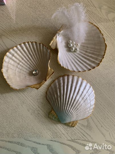 Морские ракушки раковины большие