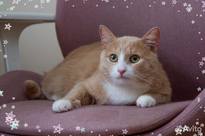 Рыжий кот, хочет жить, в дар, в добрые руки