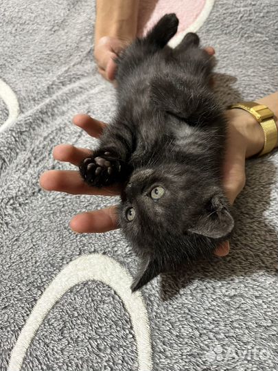 Шотландская девочка