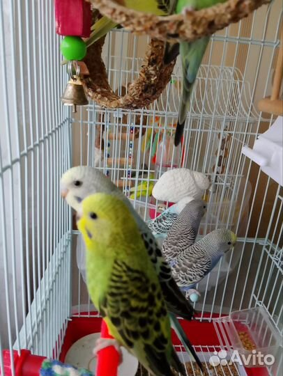 Волнистый попугай