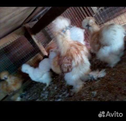 Яйцо породных кур и павлинов