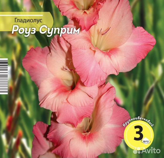 Гладиолусы (луковицы) Роуз Суприм