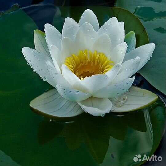 Кувшинки (нимфеи)