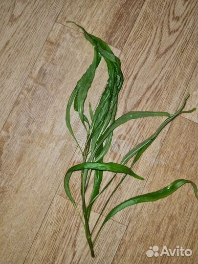 Аквариумная прополка, аквариумные растения