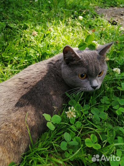Передадим кошку в самые добрые руки