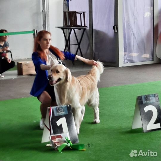 Золотистый ретривер вязка
