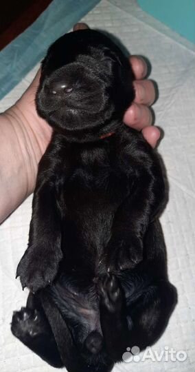 Русский черный терьер щеночки