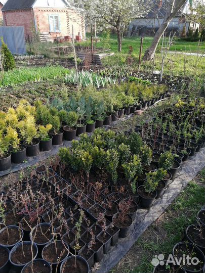 Саженцы декоративных растений