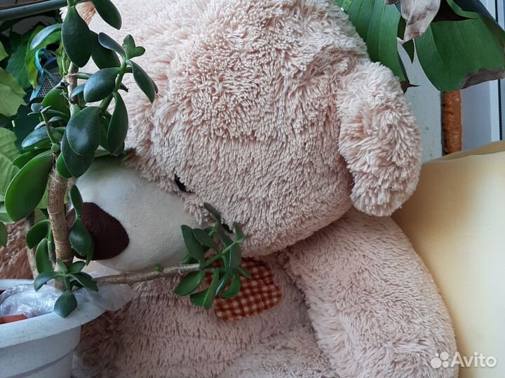 Плюшевые медведи 2 шт большие