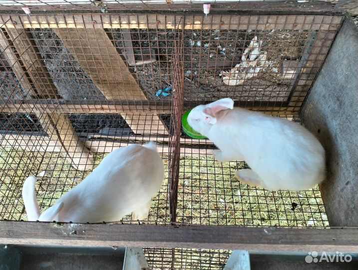 Продам кроликов