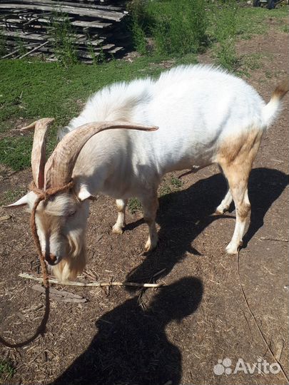 Козы и козлы