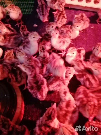 Индюшата суточные