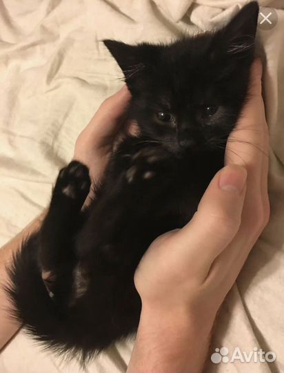 Черные котята в добрые руки бесплатно