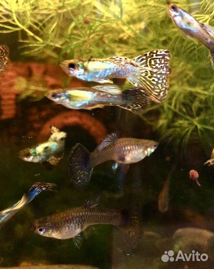 Рыбки Гуппи