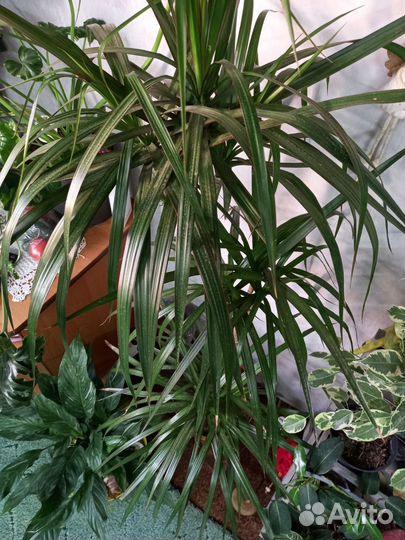 Пальма драцена