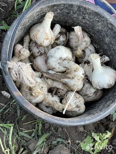 Чеснок семенной